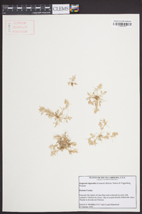 Eragrostis hypnoides image