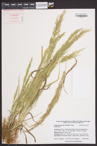 Eragrostis japonica image