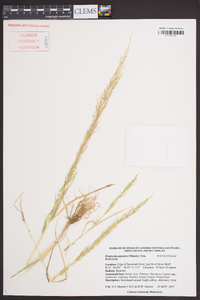 Eragrostis japonica image