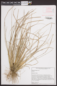 Eragrostis lugens image