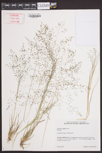 Eragrostis lugens image