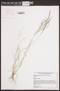 Eragrostis pilosa image