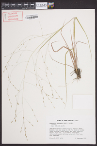 Eragrostis refracta image