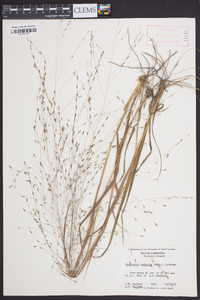 Eragrostis refracta image