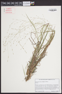 Eragrostis refracta image