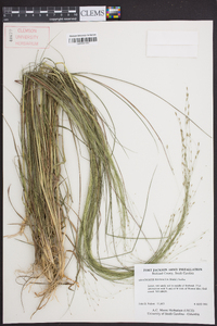 Eragrostis refracta image