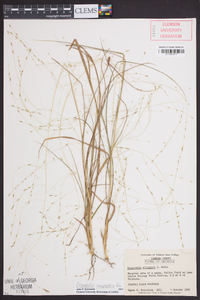 Eragrostis campestris image