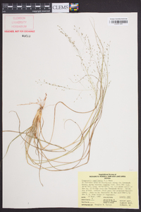 Eragrostis capillaris image