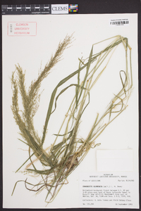 Eragrostis japonica image