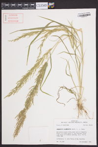 Eragrostis japonica image