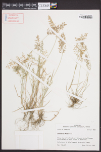 Eragrostis minor image