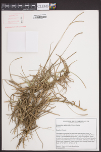 Eremochloa ophiuroides image