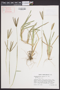 Eustachys petraea image