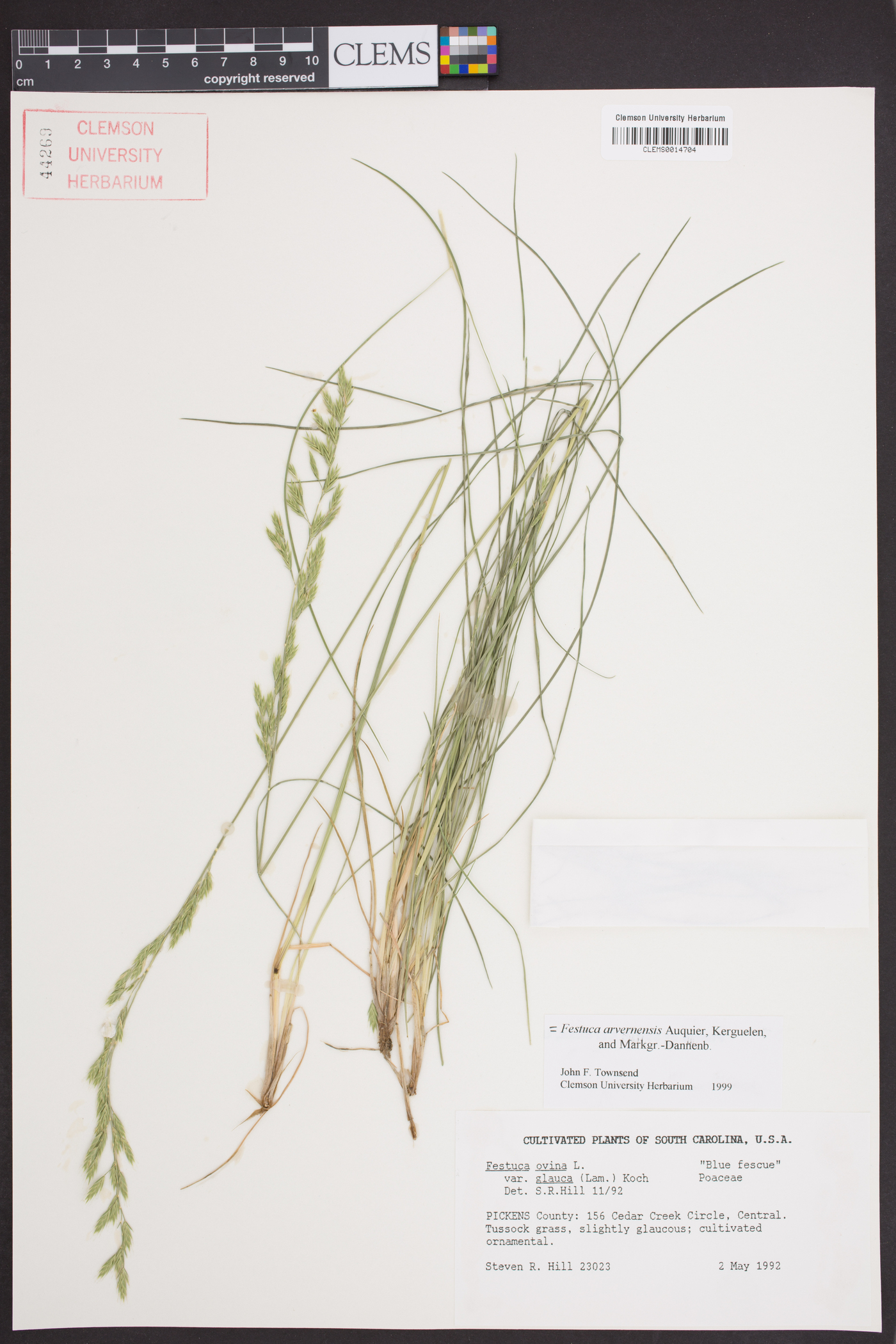 Festuca arvernensis image