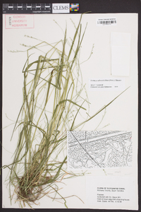 Festuca subverticillata image