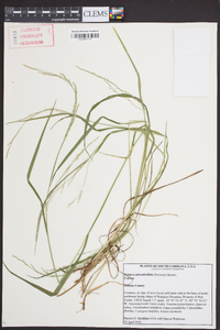 Festuca subverticillata image