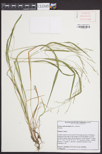 Festuca subverticillata image