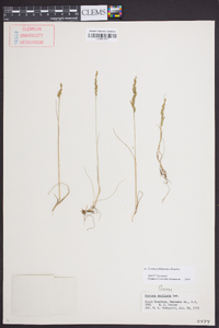 Festuca filiformis image