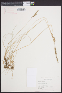 Festuca rubra image