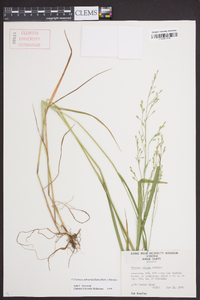 Festuca obtusa image