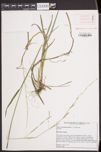 Glyceria septentrionalis image