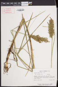 Glyceria obtusa image