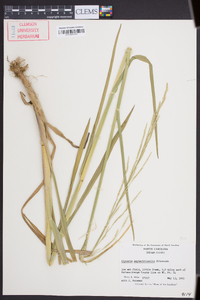 Glyceria septentrionalis image