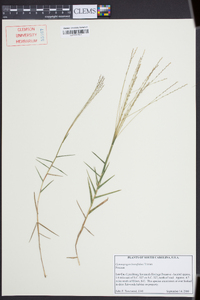 Gymnopogon brevifolius image