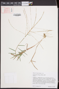 Gymnopogon ambiguus image