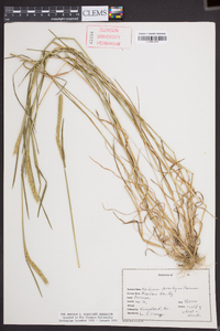 Hordeum brachyantherum image