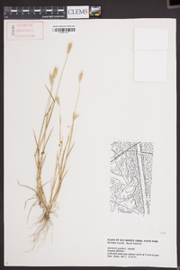 Hordeum pusillum image