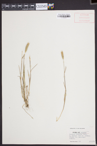 Hordeum pusillum image