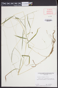 Leersia virginica image