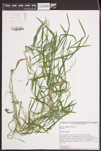 Leersia virginica image