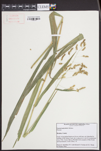 Leersia lenticularis image