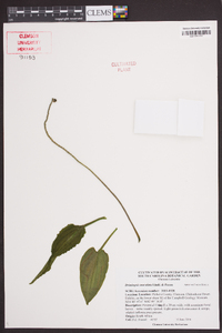 Drimiopsis maculata image