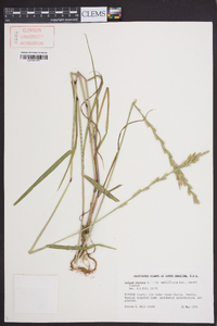 Lolium perenne subsp. multiflorum image