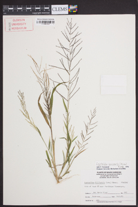 Leptochloa panicea subsp. mucronata image