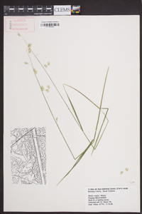Melica mutica image