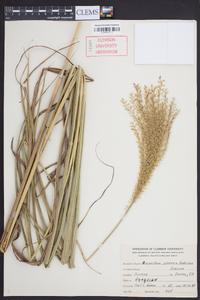 Miscanthus sinensis image