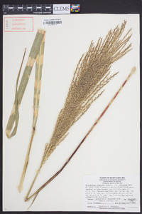 Miscanthus sinensis image