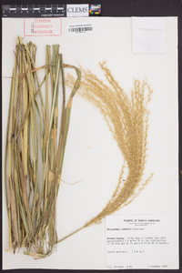 Miscanthus sinensis image