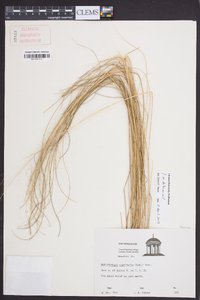 Muhlenbergia capillaris image