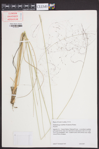 Muhlenbergia capillaris image