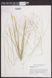 Muhlenbergia capillaris image