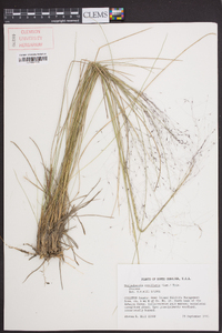 Muhlenbergia capillaris image