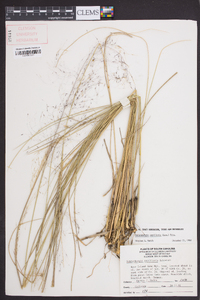 Muhlenbergia capillaris image