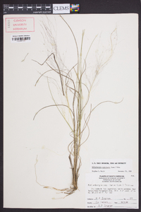 Muhlenbergia capillaris image