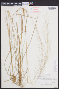 Muhlenbergia capillaris image