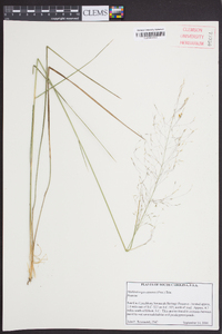 Muhlenbergia expansa image